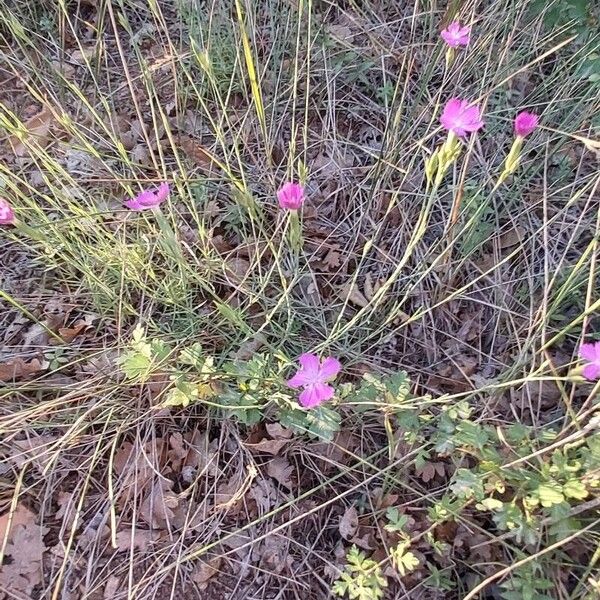 Dianthus scaber 整株植物