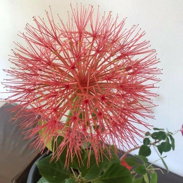 Scadoxus multiflorus Flower