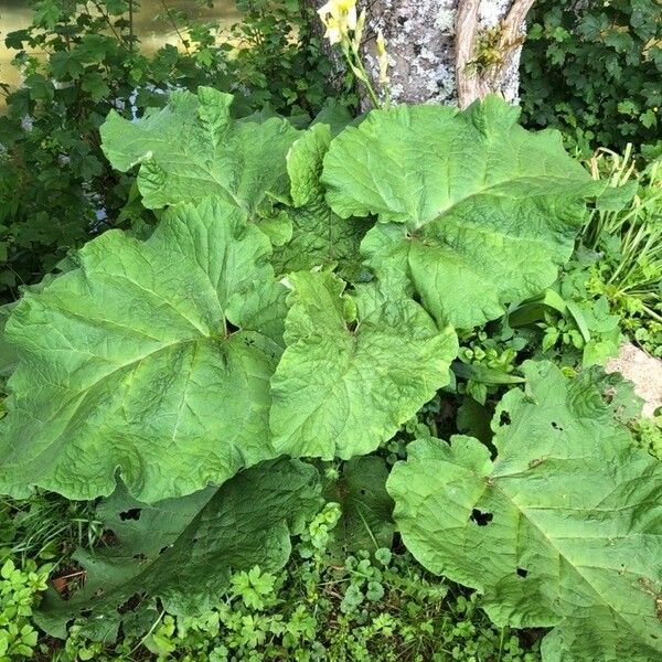 Arctium lappa Folio