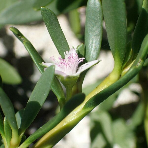 Sesuvium portulacastrum Fleur