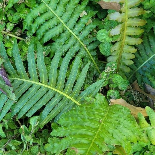 Blechnum brasiliense Fuelha