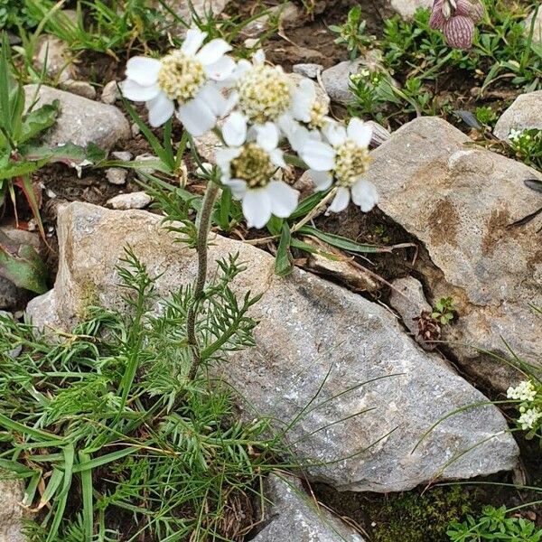 Achillea atrata Hostoa