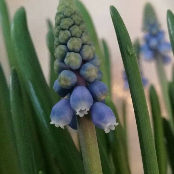 Muscari botryoides Flors