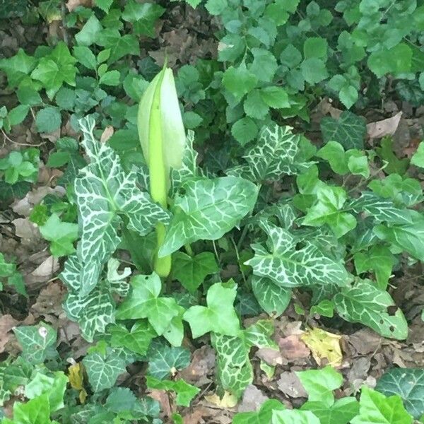 Arum italicum Λουλούδι