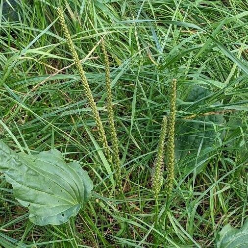 Plantago major Агульны выгляд