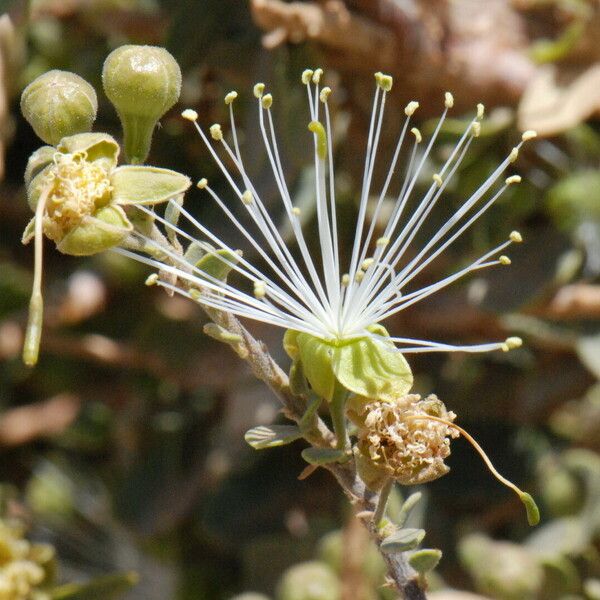 Maerua crassifolia Floare