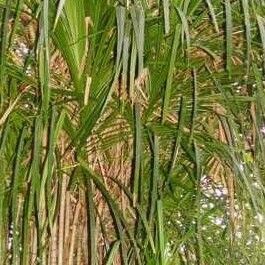 Pandanus pygmaeus 形態