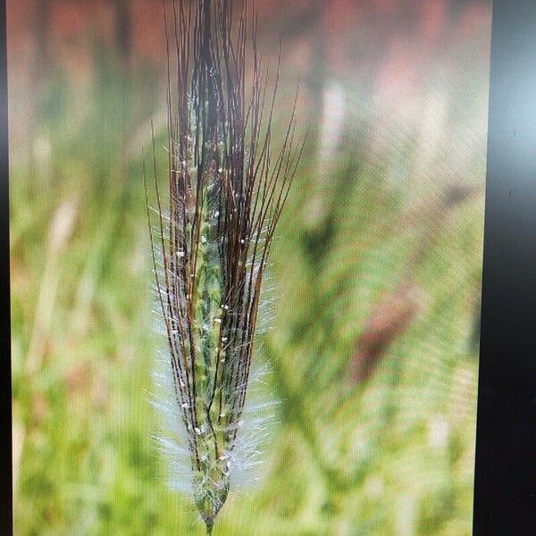 Dichanthium sericeum Λουλούδι