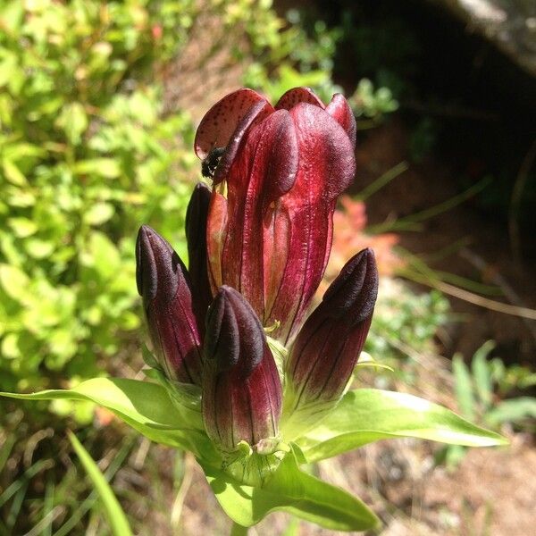 Gentiana purpurea Blüte