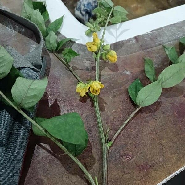 Senna occidentalis Flower