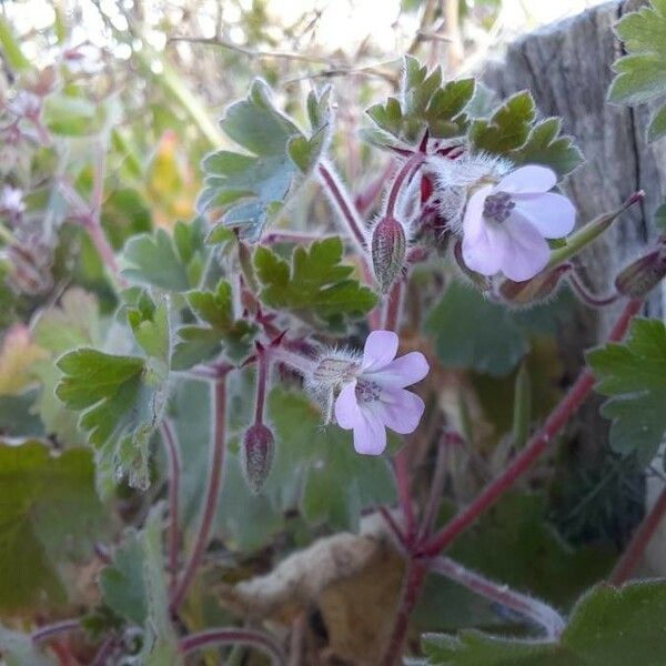 Geranium rotundifolium फूल