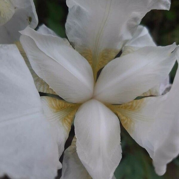 Iris albicans Flower