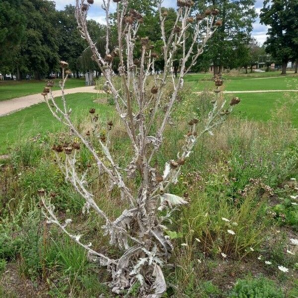 Onopordum acanthium Costuma