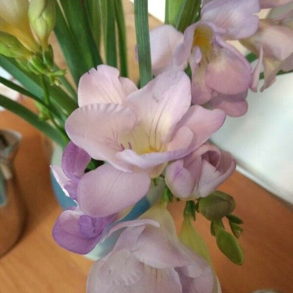 Freesia refracta Flower