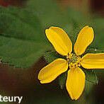 Chrysogonum virginianum Flower