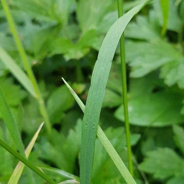 Bromus sterilis Feuille