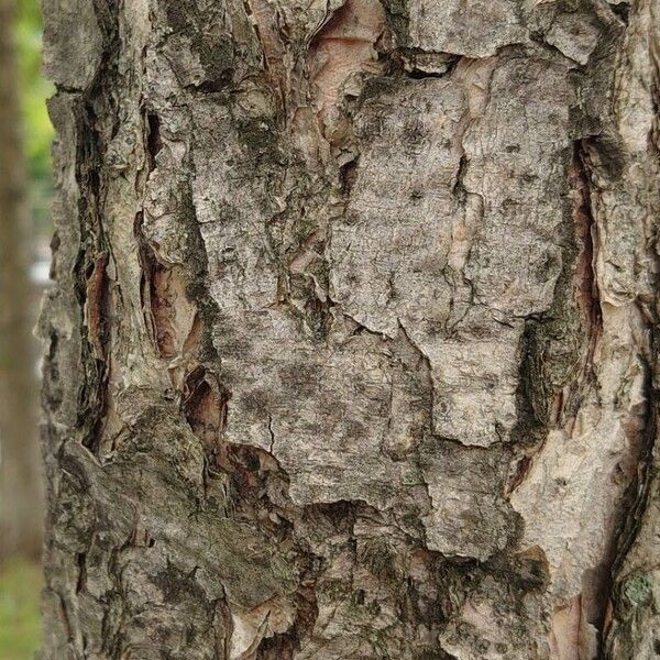 Betula nigra Écorce