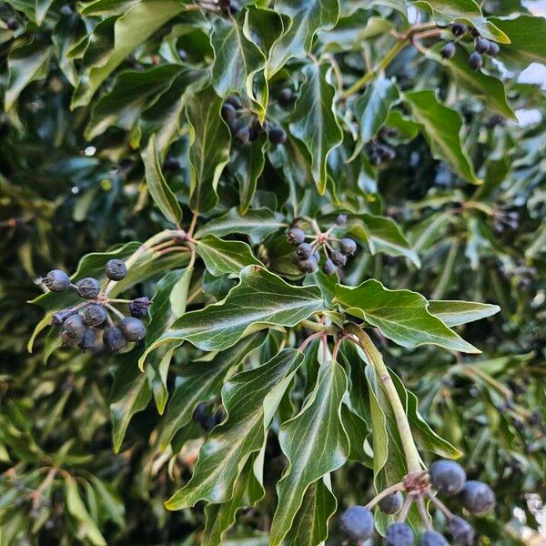 Hedera colchica Hábito