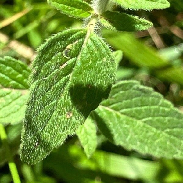 Clinopodium vulgare Lehti