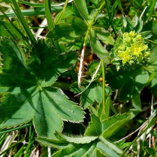 Alchemilla monticola Flower