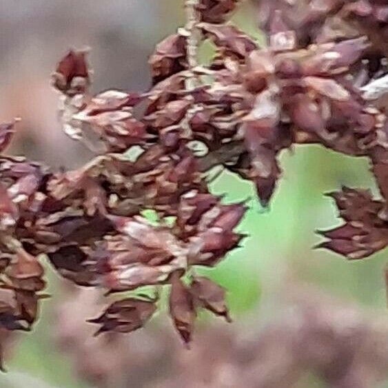 Astilbe longicarpa Плод