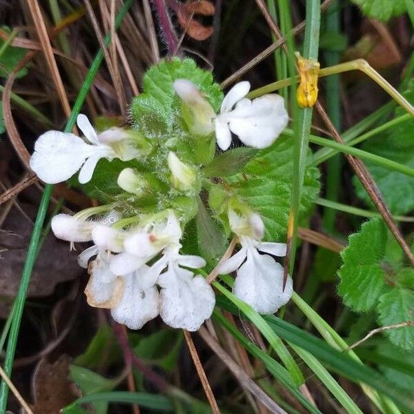 Teucrium pyrenaicum Flower