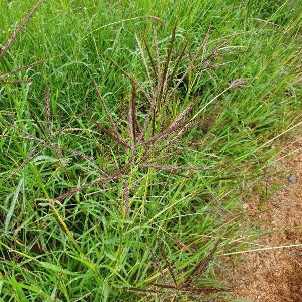 Bothriochloa insculpta Habit