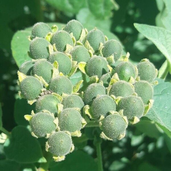 Solanum abutiloides Fruit