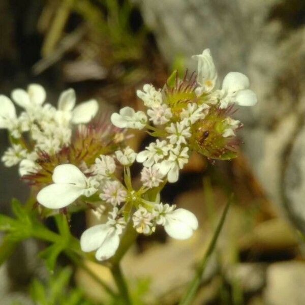 Caucalis platycarpos Flor