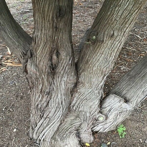 Juniperus cedrus Bark