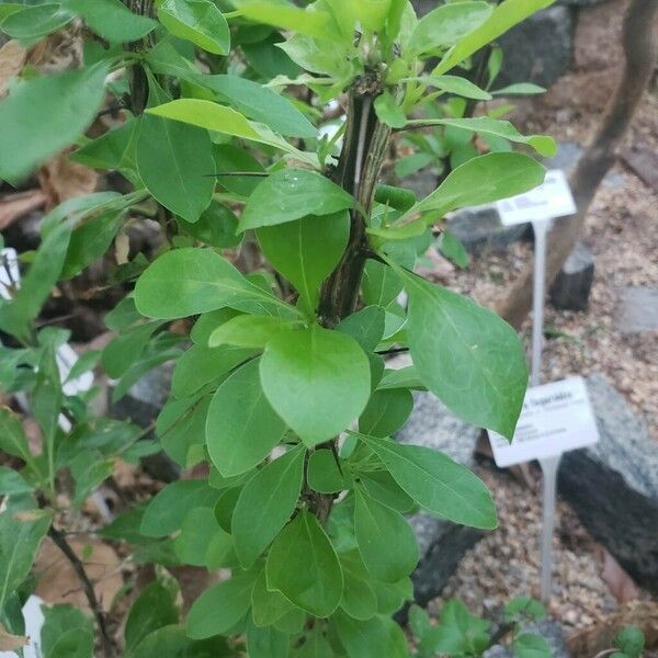 Ibervillea lindheimeri Leaf