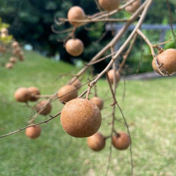 Dimocarpus longan Gyümölcs