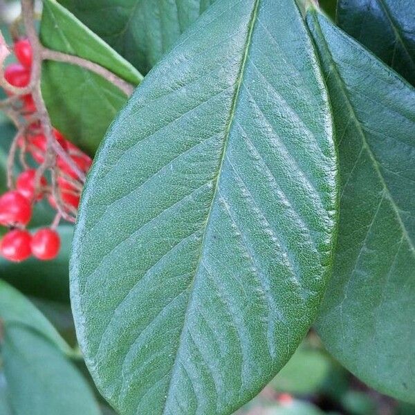 Cotoneaster coriaceus Fuelha