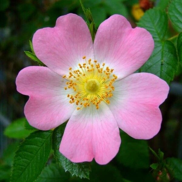 Rosa canina Květ