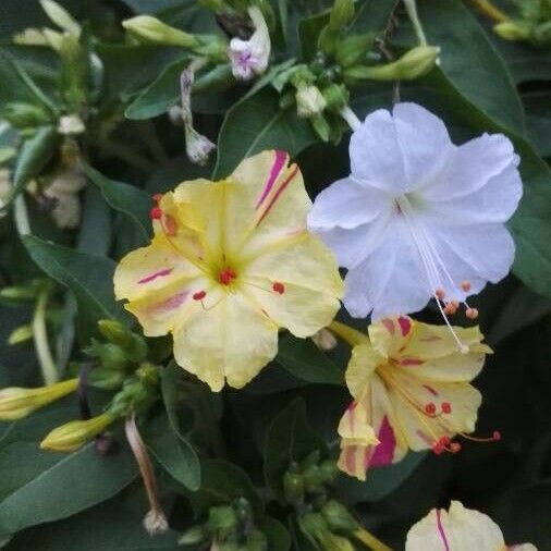 Mirabilis jalapa Flower