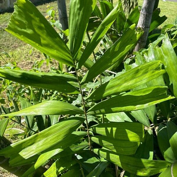 Ptychosperma macarthurii Blad