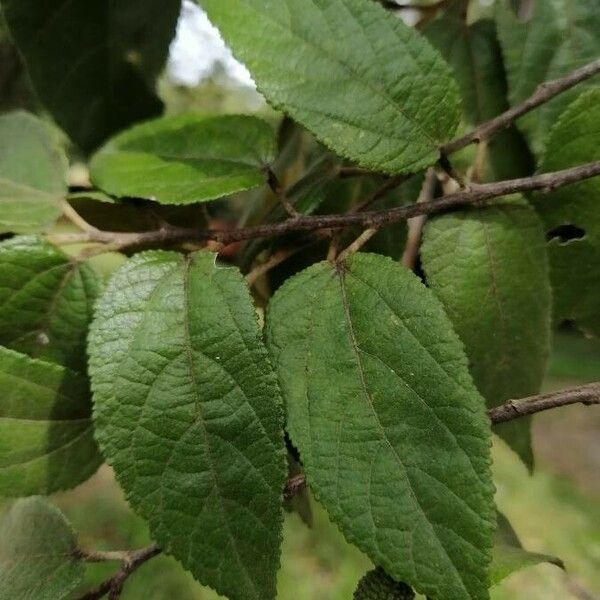 Guazuma ulmifolia Hoja