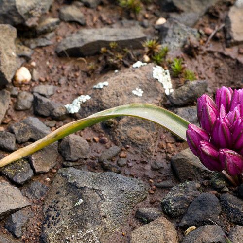Allium cratericola फूल