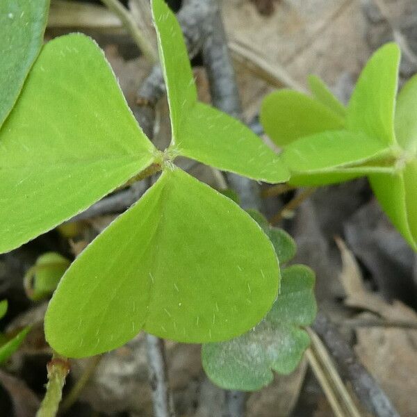 Oxalis acetosella Leaf