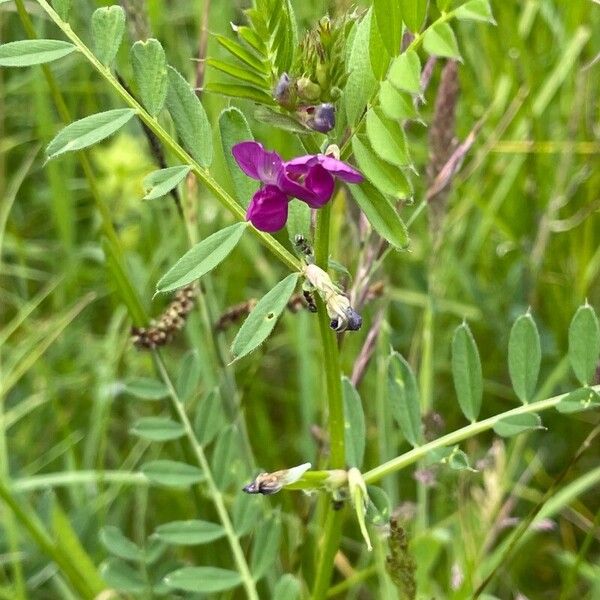 Vicia sativa Floare