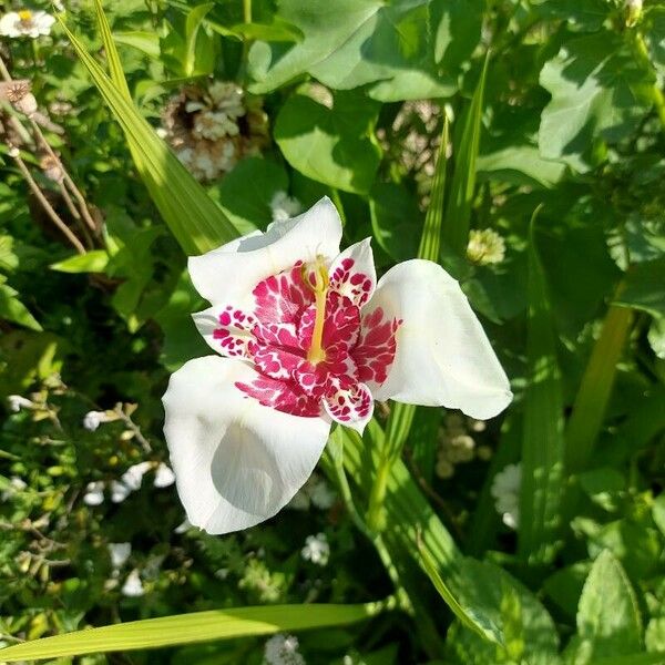 Tigridia pavonia Kwiat