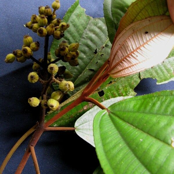 Miconia serrulata 其他