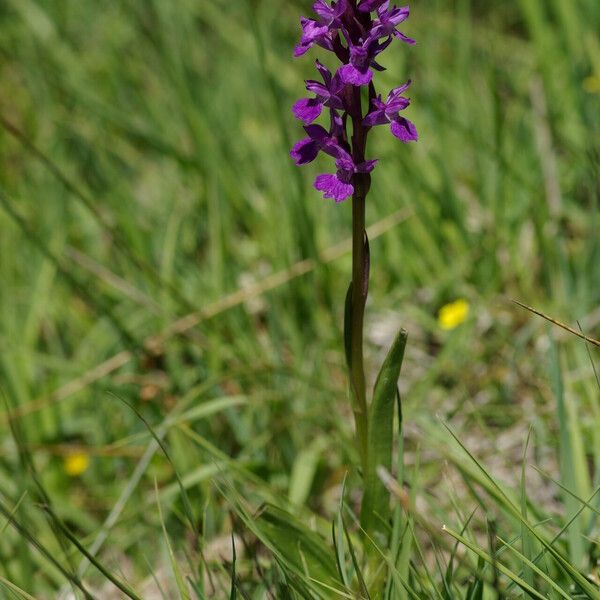 Dactylorhiza elata Хабит