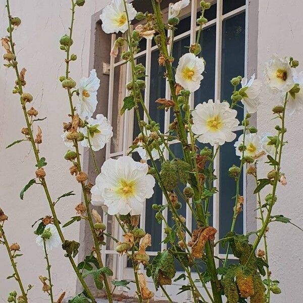 Alcea rosea പുഷ്പം