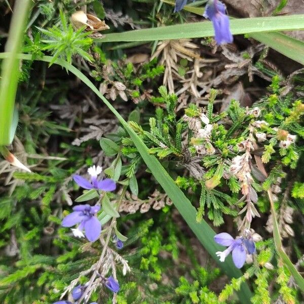 Polygala serpyllifolia Pokrój