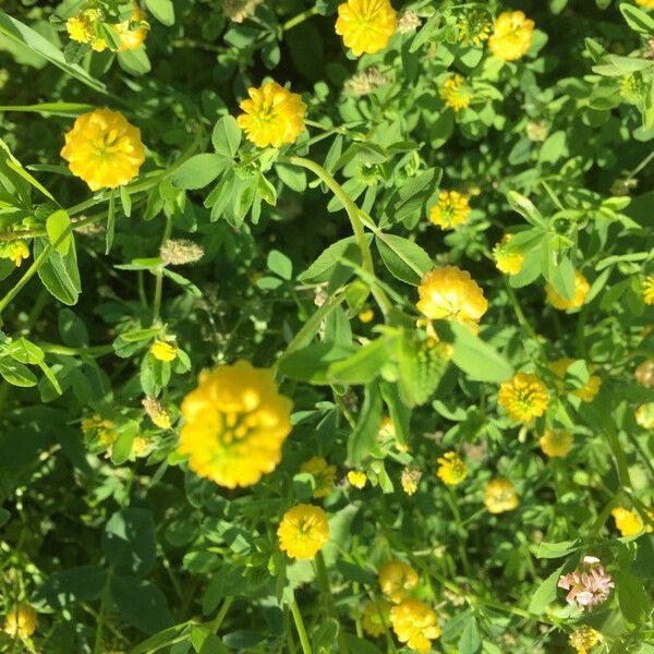 Trifolium aureum Flower