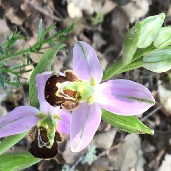 Ophrys apifera Flor