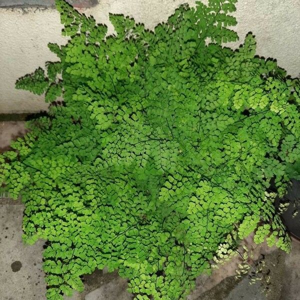 Adiantum capillus-veneris Natur