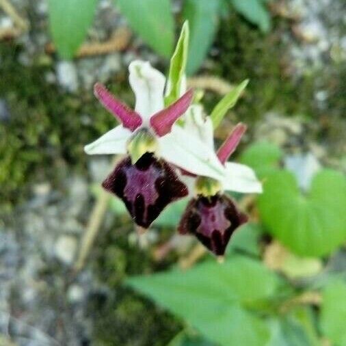 Ophrys sphegodes ফুল