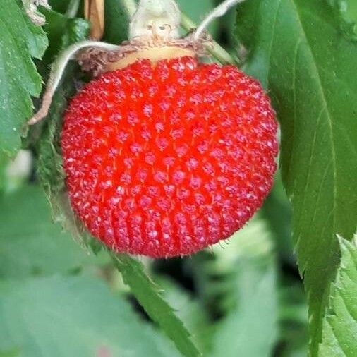 Rubus rosifolius Ovoce